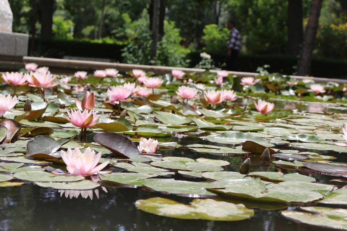 Ferdowsi Tomb Reflection 05 (IMG_3565.JPG)