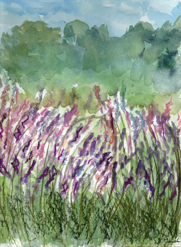 Champ de lavande (2022)